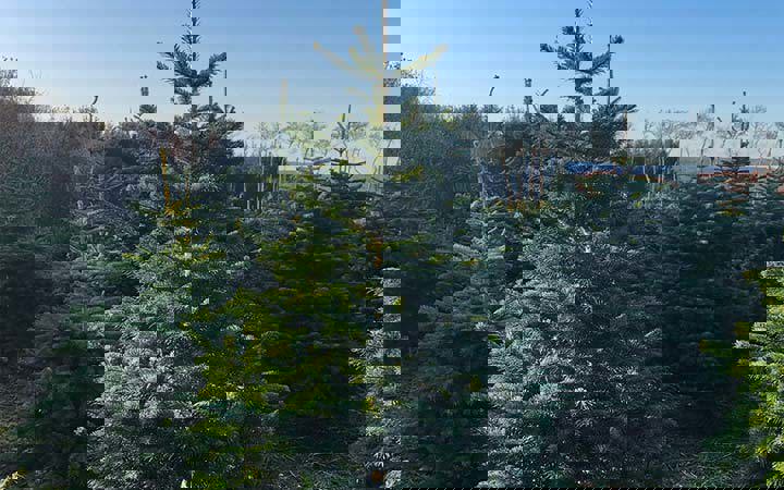 christmas-tree.jpg